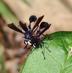 Physocephala tibialis