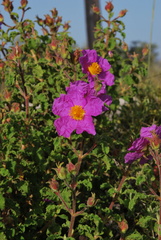 Cistus creticus