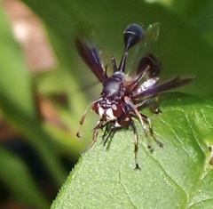 Physocephala tibialis