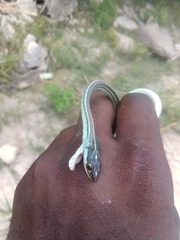 Thamnophis proximus rubrilineatus