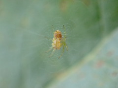 Araniella