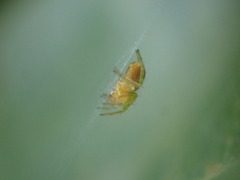 Araniella