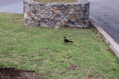 Quiscalus mexicanus