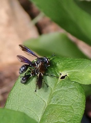 Physocephala tibialis