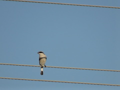 Lanius excubitor