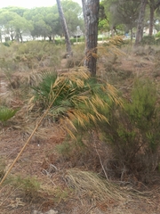 Poaceae