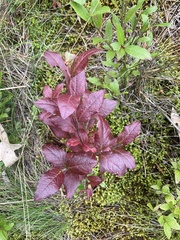 Vaccinium myrtilloides
