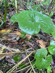 Asarum