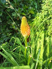 Kniphofia uvaria
