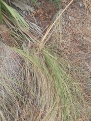 Poaceae