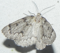 Nepytia canosaria