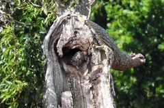 Athene noctua