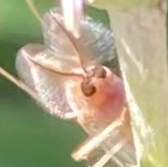 Chironomus