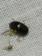 Coleoptera