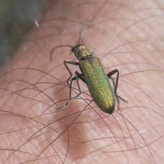 Chrysanthia viridissima