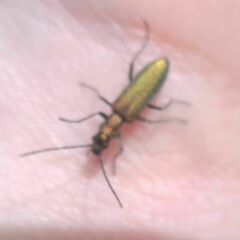 Chrysanthia viridissima