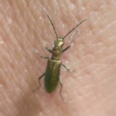 Chrysanthia viridissima