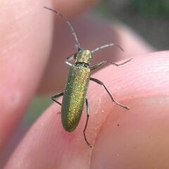 Chrysanthia viridissima