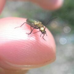 Chrysanthia viridissima