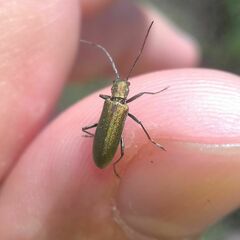 Chrysanthia viridissima