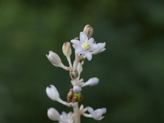Liriope spicata