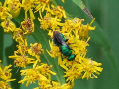 Chrysididae