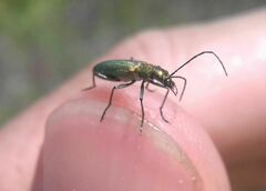 Chrysanthia viridissima