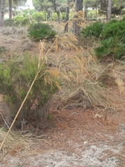 Poaceae