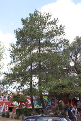 Pinus
