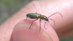 Chrysanthia viridissima