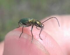 Chrysanthia viridissima