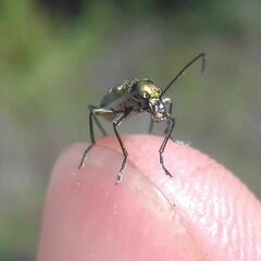 Chrysanthia viridissima