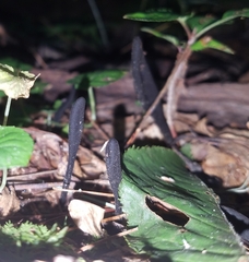 Trichoglossum