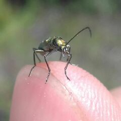 Chrysanthia viridissima