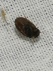 Coleoptera