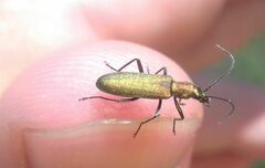 Chrysanthia viridissima