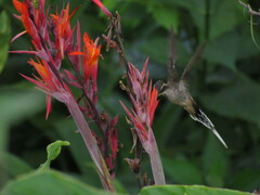 Phaethornis eurynome