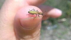 Chrysanthia viridissima