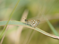 Heteropterus morpheus