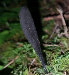Trichoglossum