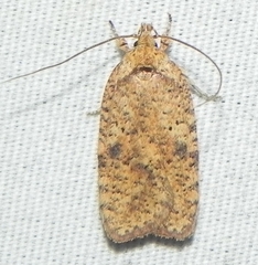 Agonopterix thelmae