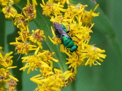 Chrysididae