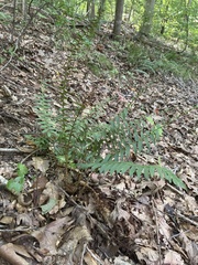 Polystichum acrostichoides
