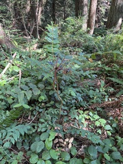 Berberis nervosa