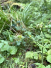 Geum macrophyllum