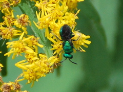 Chrysididae