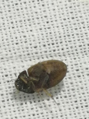 Coleoptera
