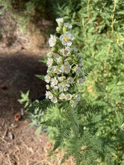 Chamaebatiaria millefolium