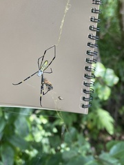 Trichonephila clavata