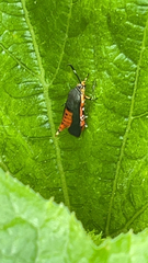 Eichlinia cucurbitae